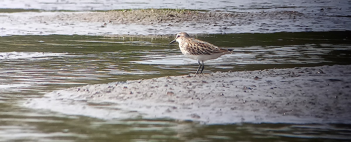 Semipalmated Sandpiper - John Parker