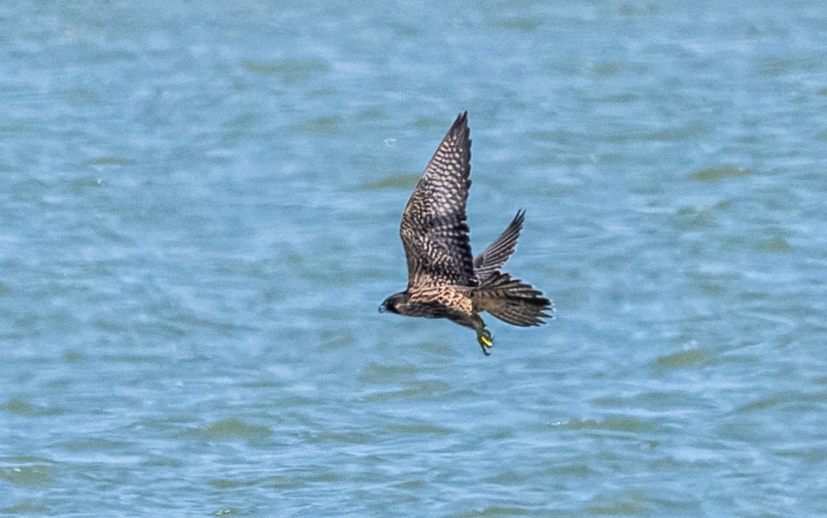 Peregrine Falcon - George Robert Askew