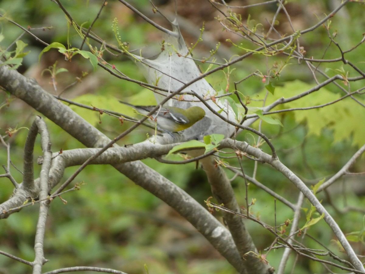 Yellow-throated Vireo - Will Marshall