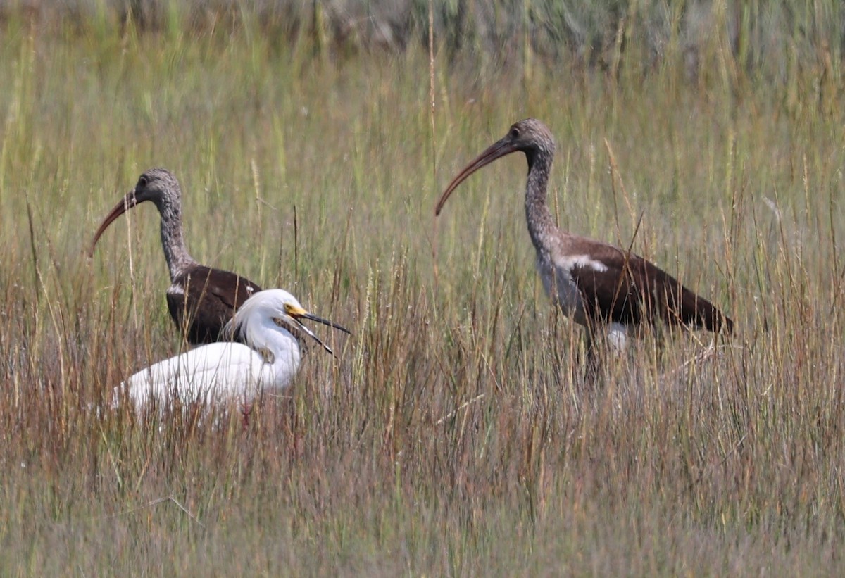 White Ibis - ML623489706