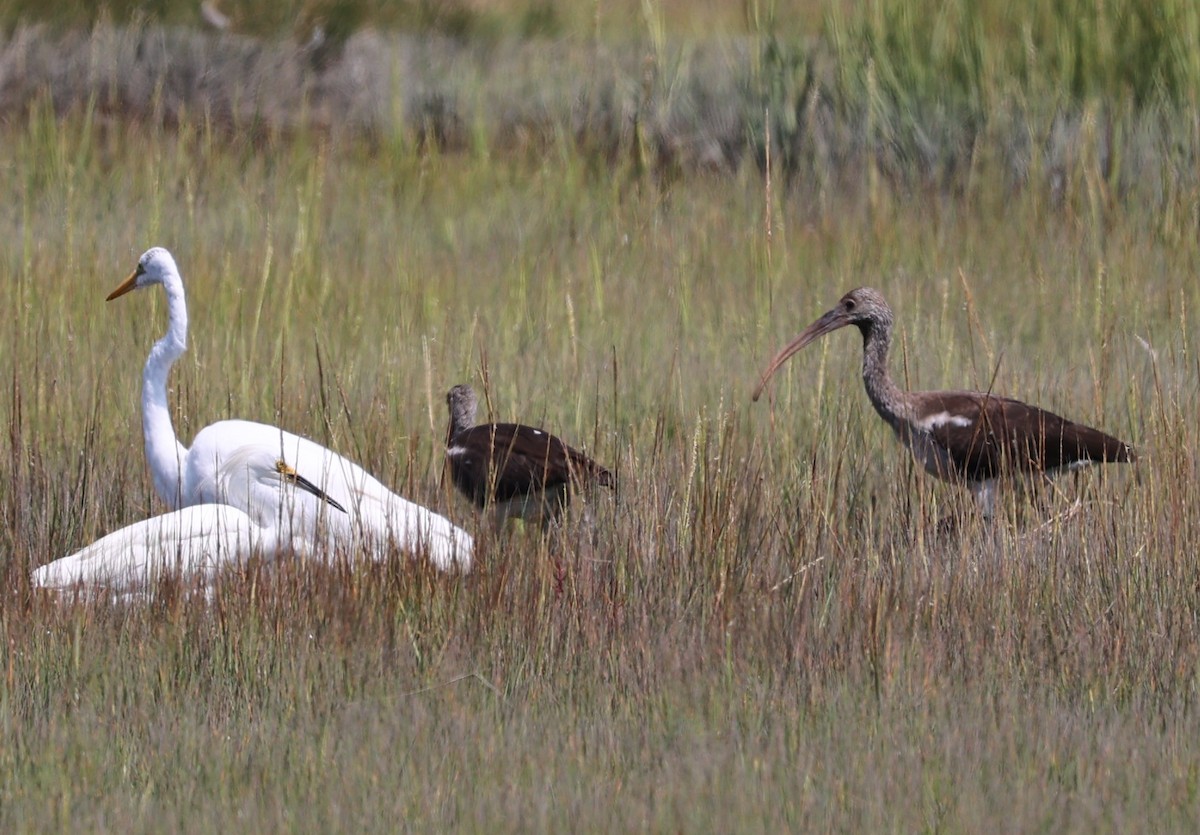 White Ibis - ML623489707