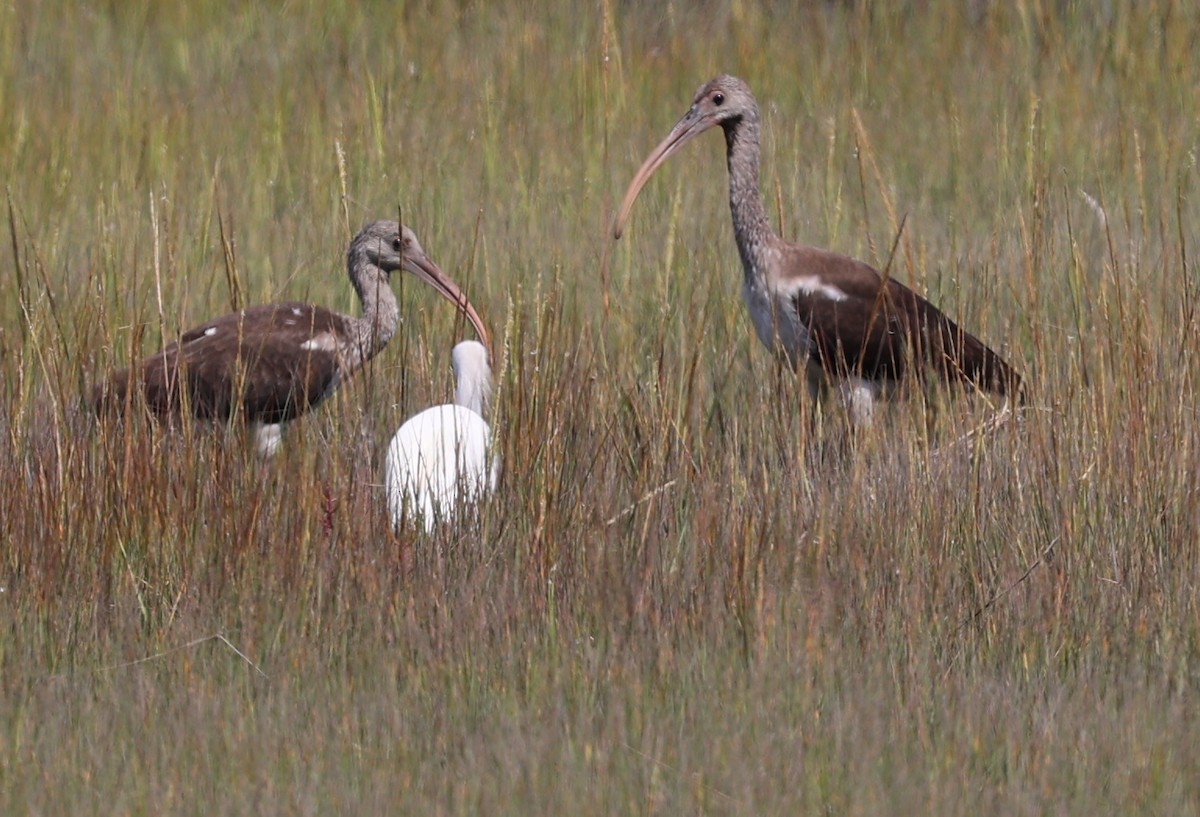 White Ibis - ML623489708