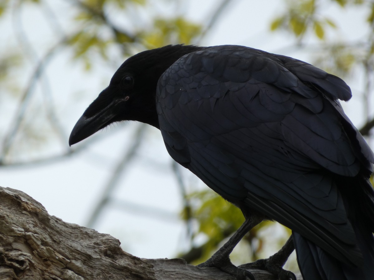 Common Raven - ML623489710