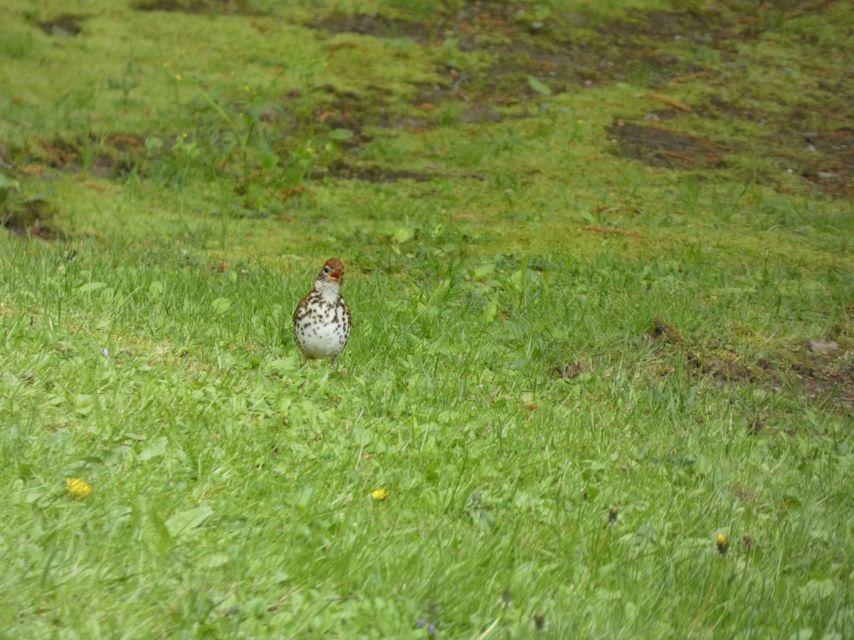 Wood Thrush - Will Marshall