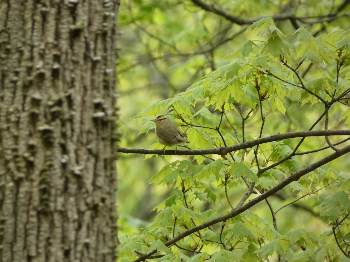 Worm-eating Warbler - ML623489722