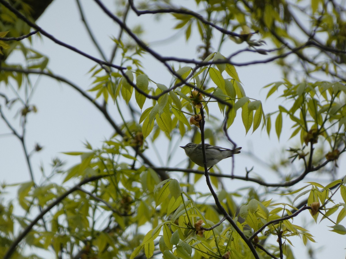 Cerulean Warbler - ML623489728