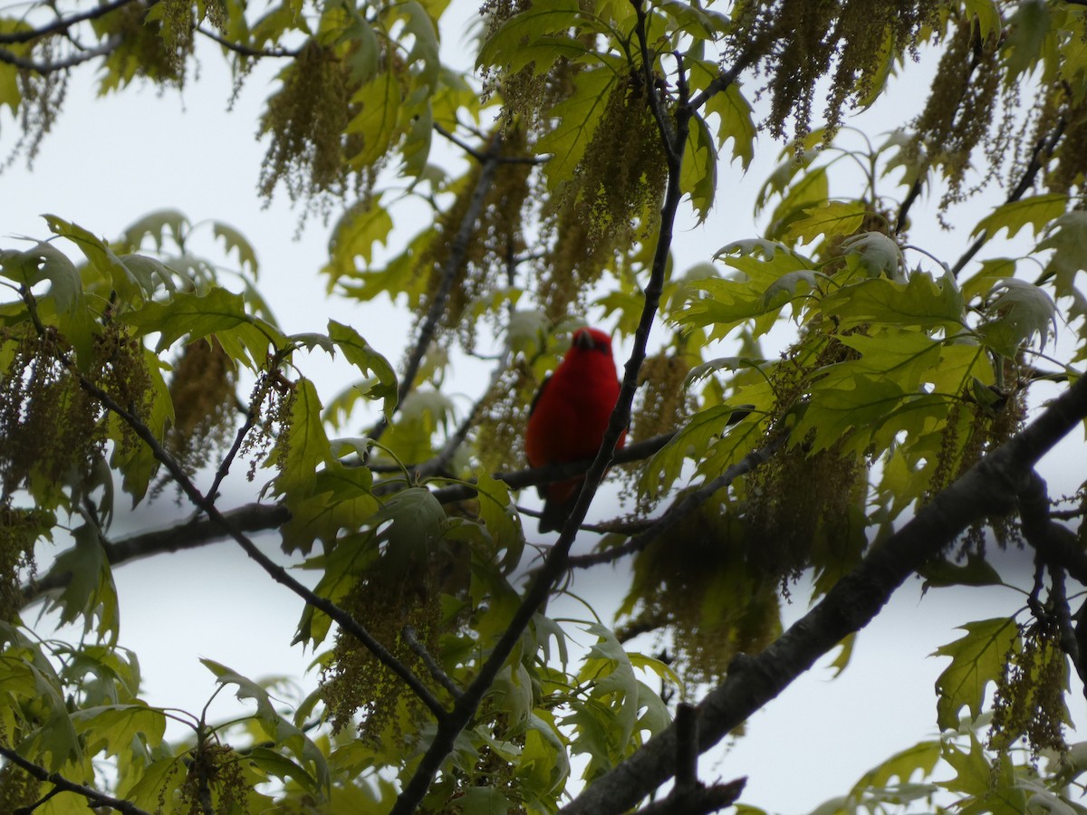 Scarlet Tanager - ML623489744