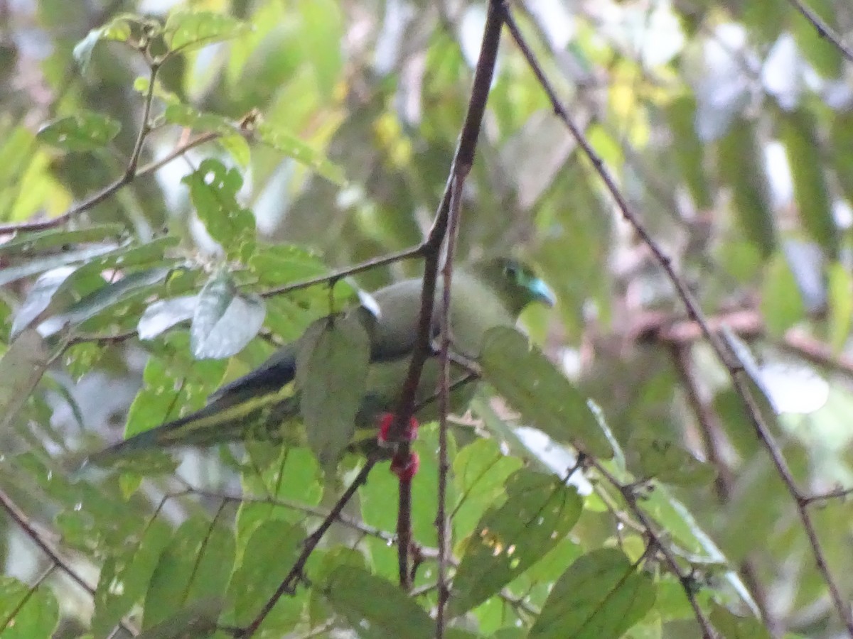 Sumatran Green-Pigeon - ML623489749