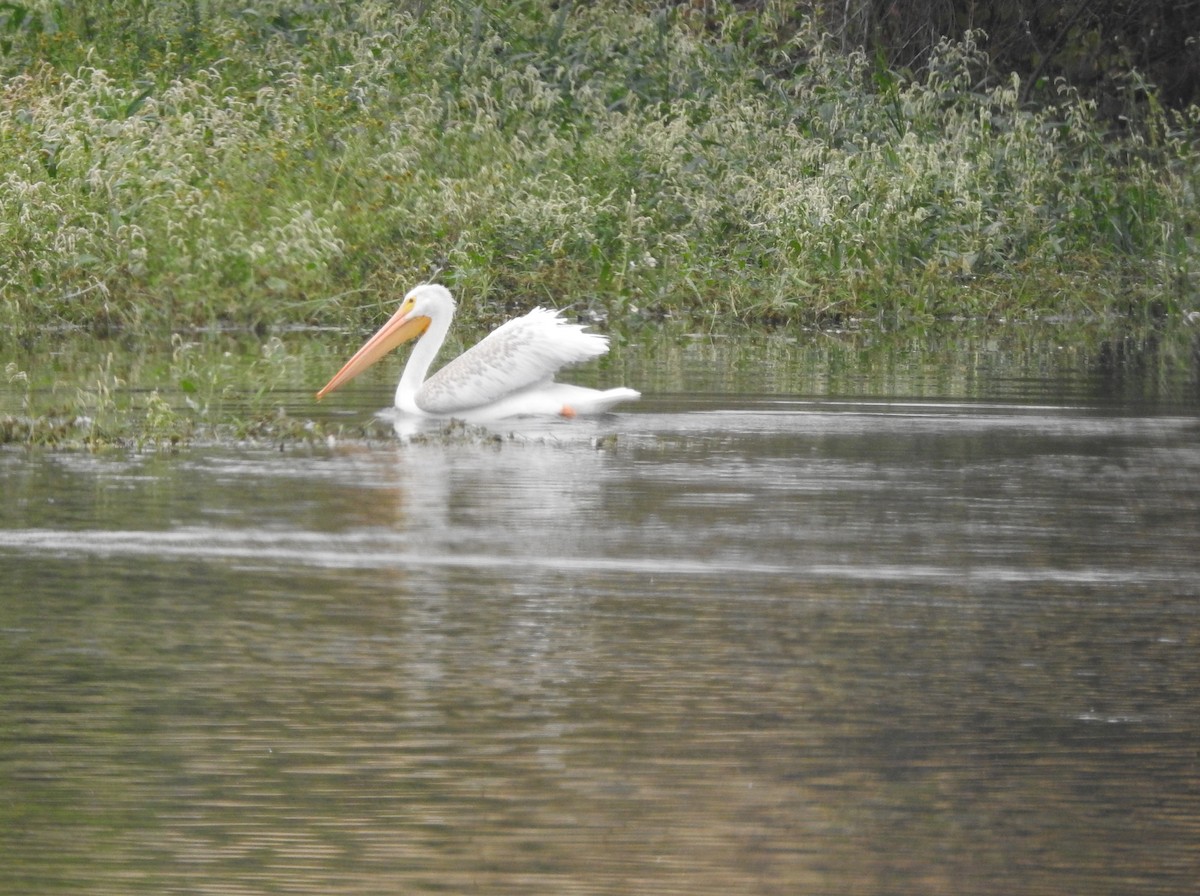 American White Pelican - ML623489750