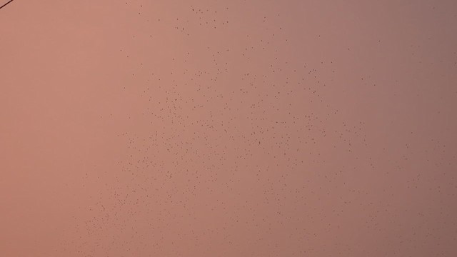 Golondrina Sureña - ML623489761