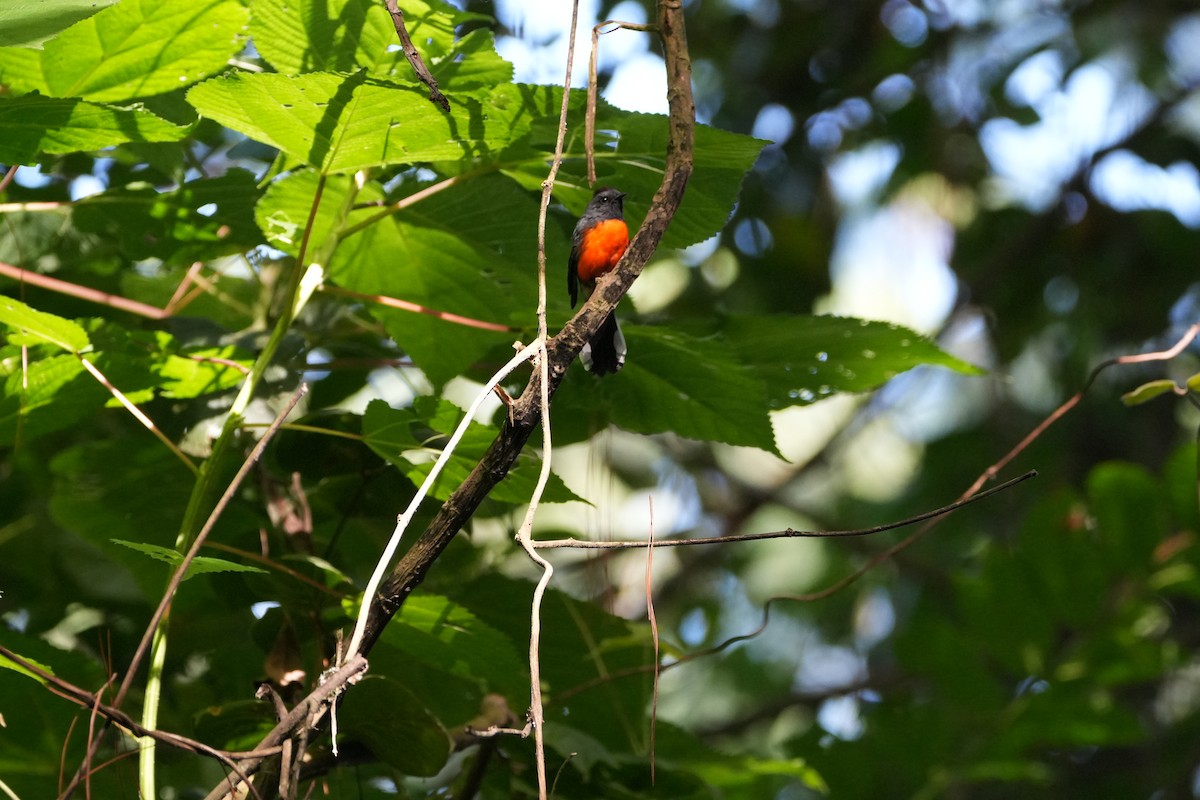 Slate-throated Redstart - ML623489785