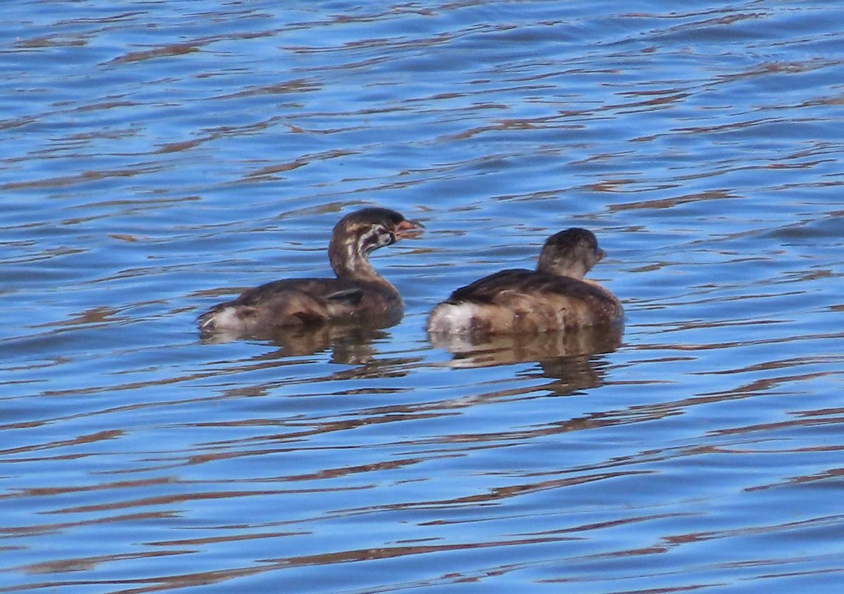 Pied-billed Grebe - ML623489817