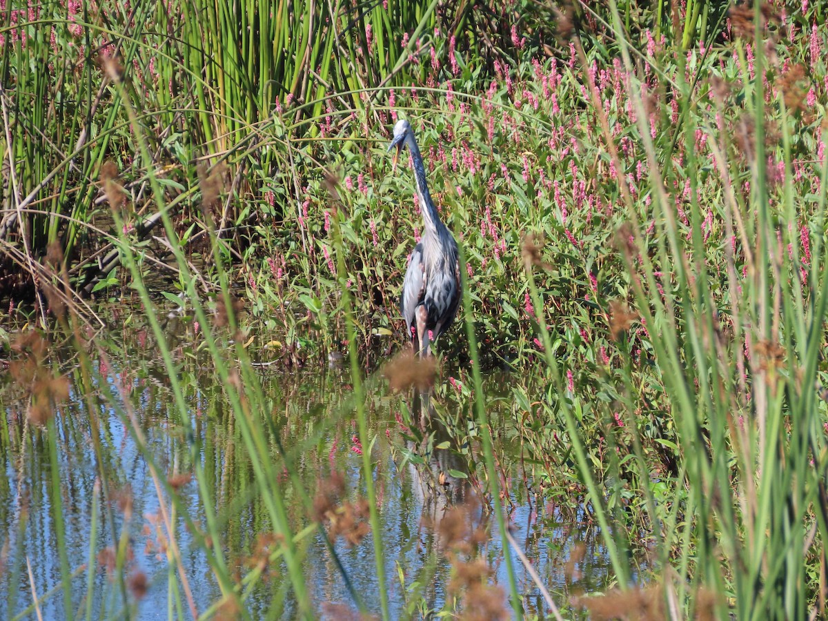 Great Blue Heron - Sharon Hull