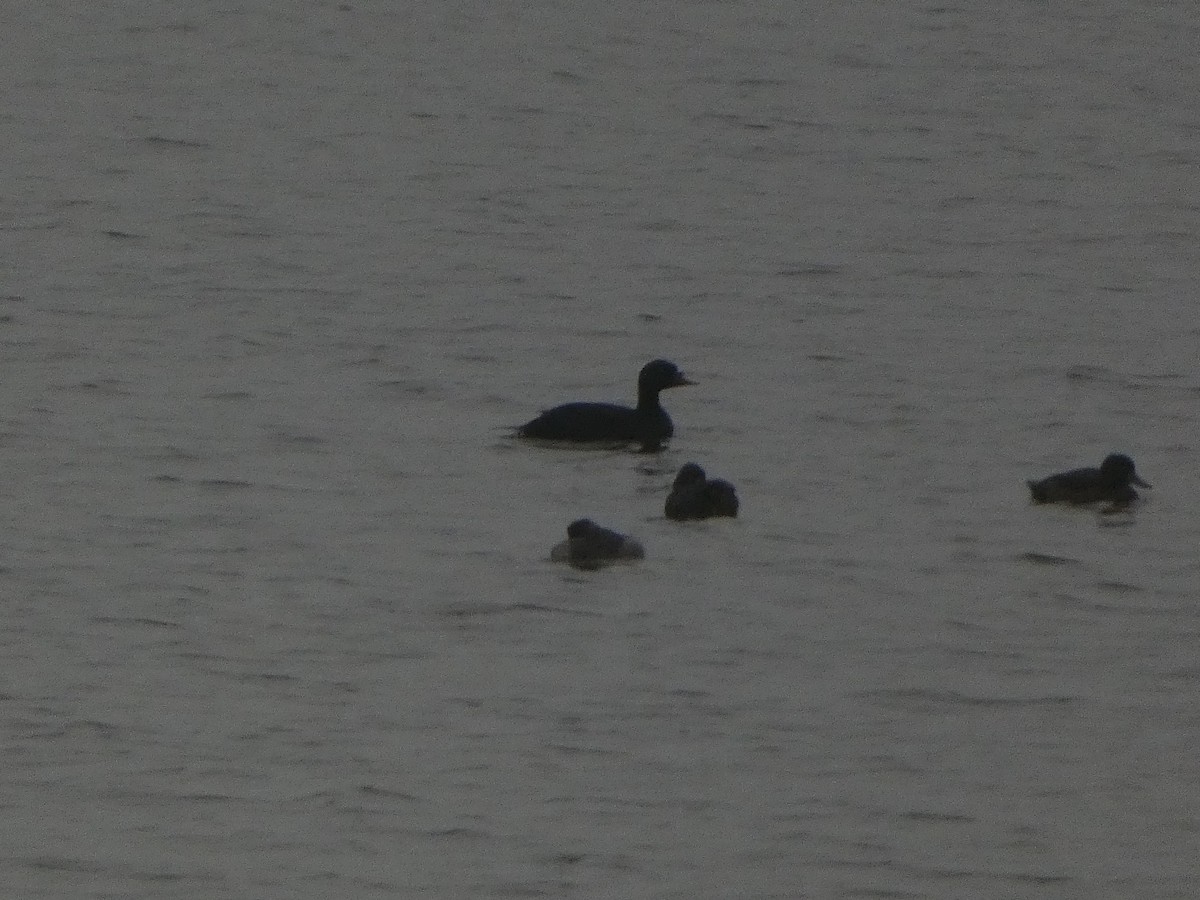 Common Scoter - ML623489868