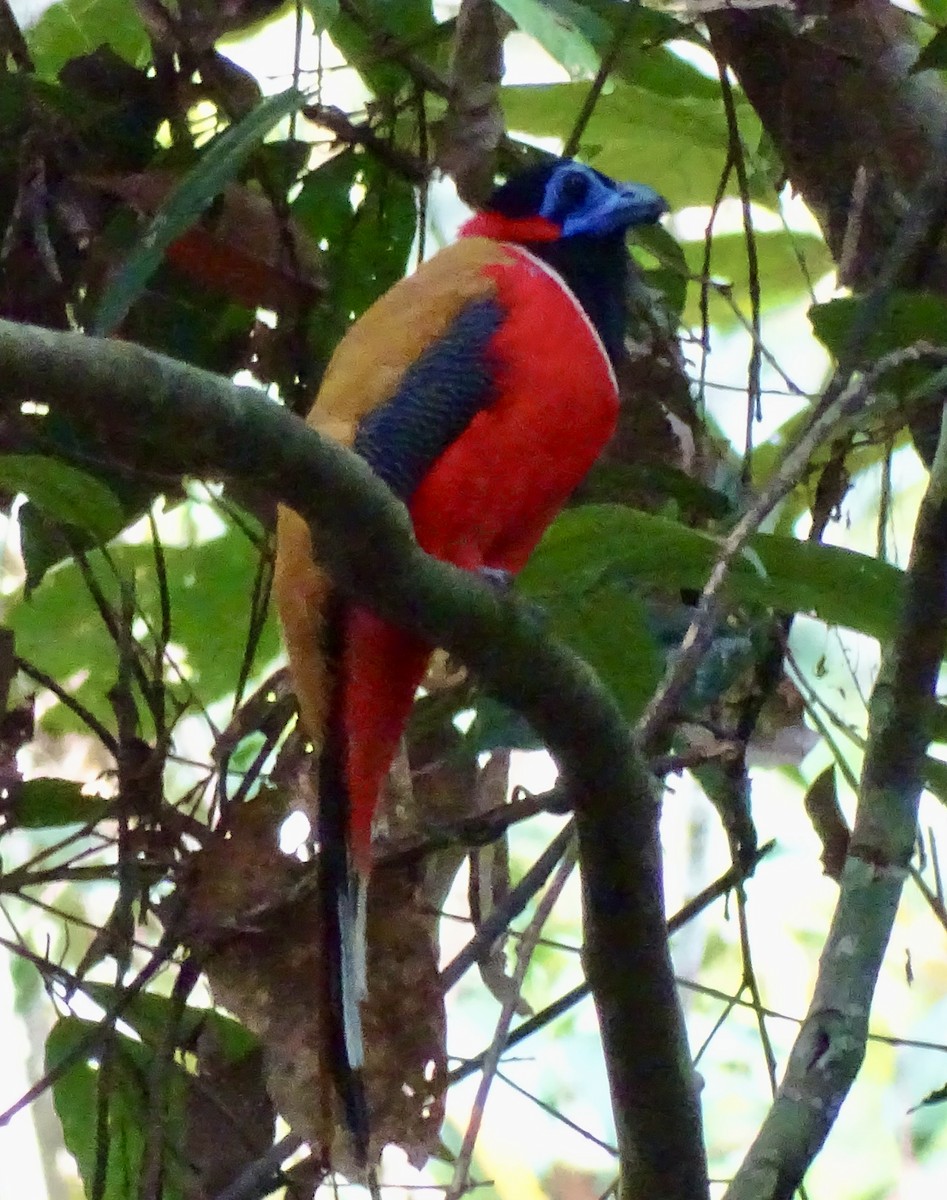 rødnakketrogon - ML623489897