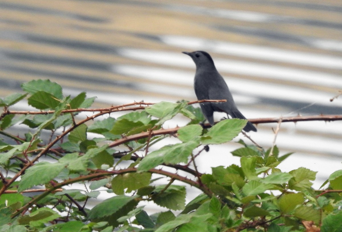 Gray Catbird - ML623489941