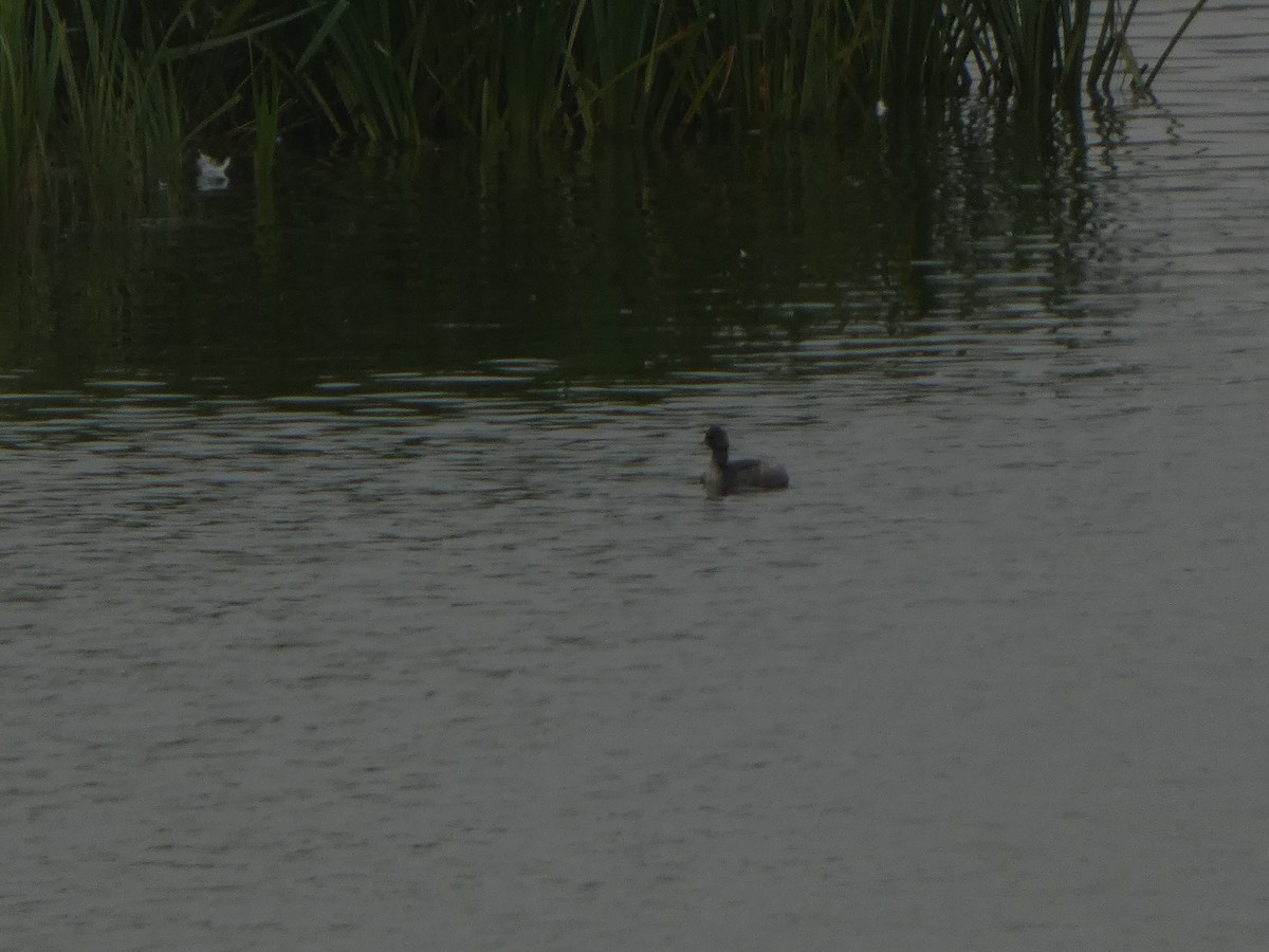 Eared Grebe - Chris Gibbs