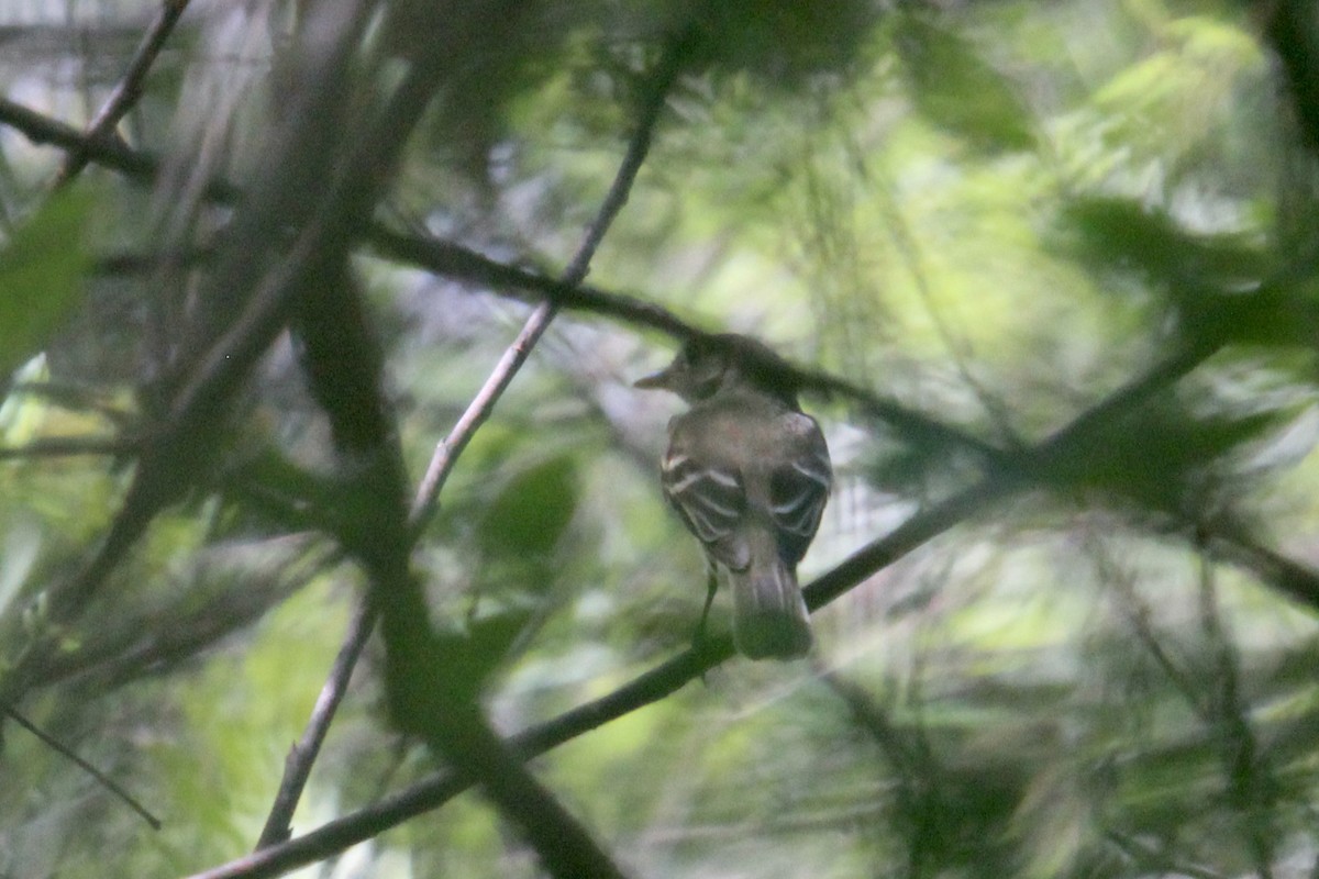 Empidonax sp. - ML623489984