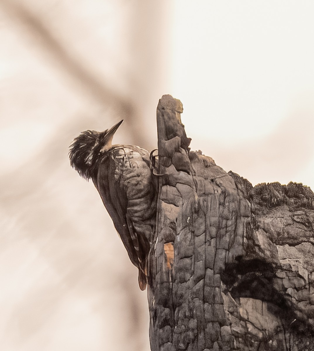 American Three-toed Woodpecker - ML623489992