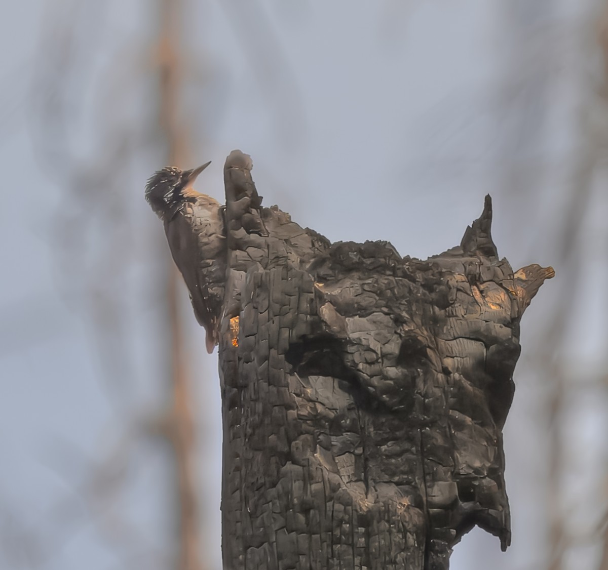 American Three-toed Woodpecker - ML623489993