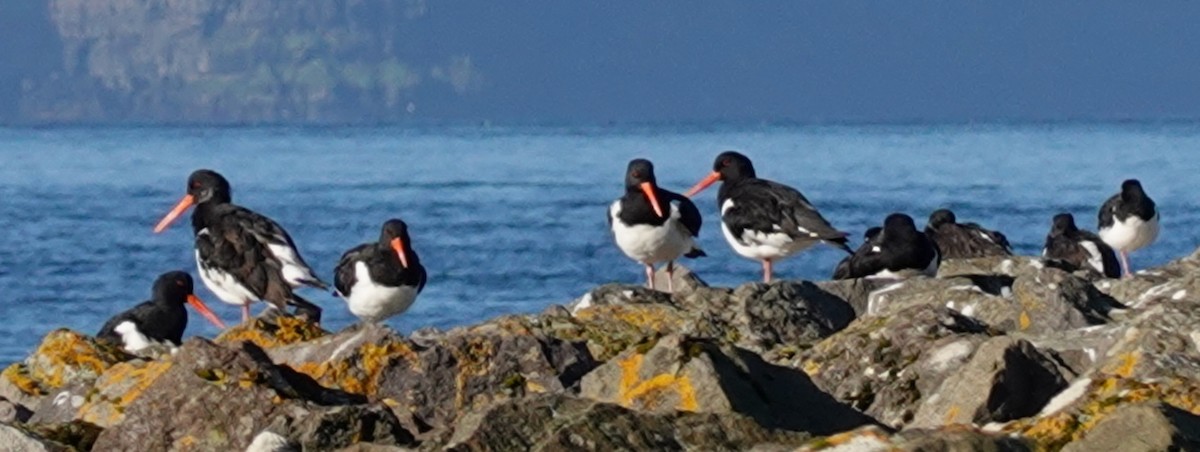 Алаг хясаач - ML623490037