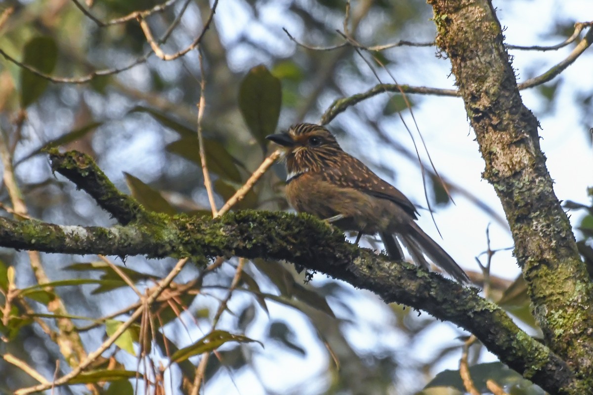 Crescent-chested Puffbird (Greater) - ML623490045