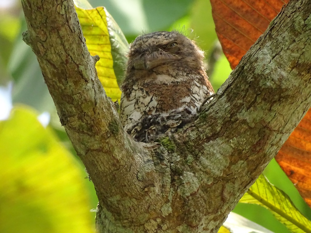 Sunda Frogmouth - Michael Preston