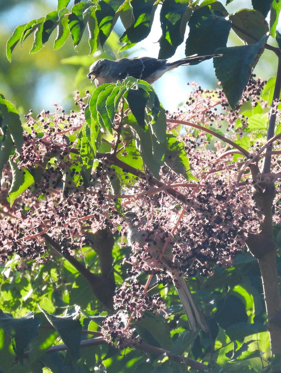 Northern Mockingbird - ML623490083