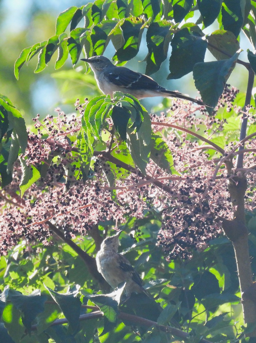 Northern Mockingbird - ML623490084