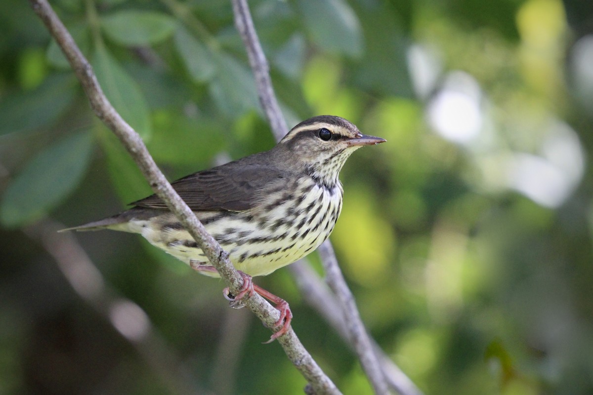 Northern Waterthrush - ML623490094