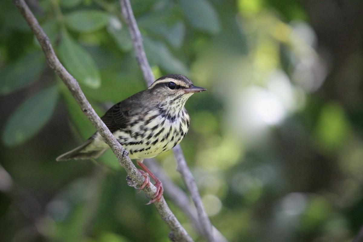 Northern Waterthrush - ML623490095