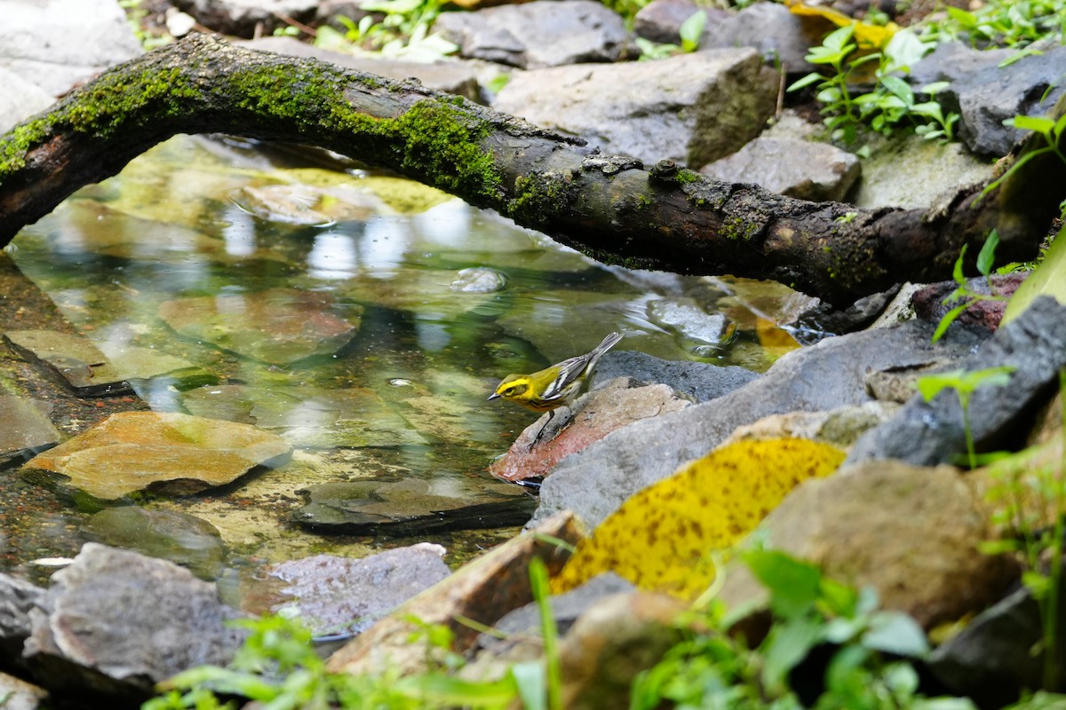 Townsend's Warbler - ML623490096