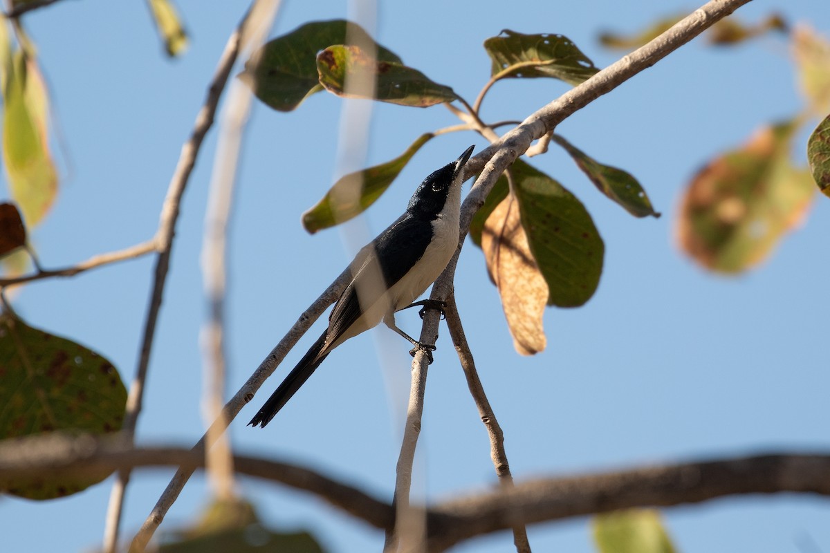 Paperbark Flycatcher - ML623490101