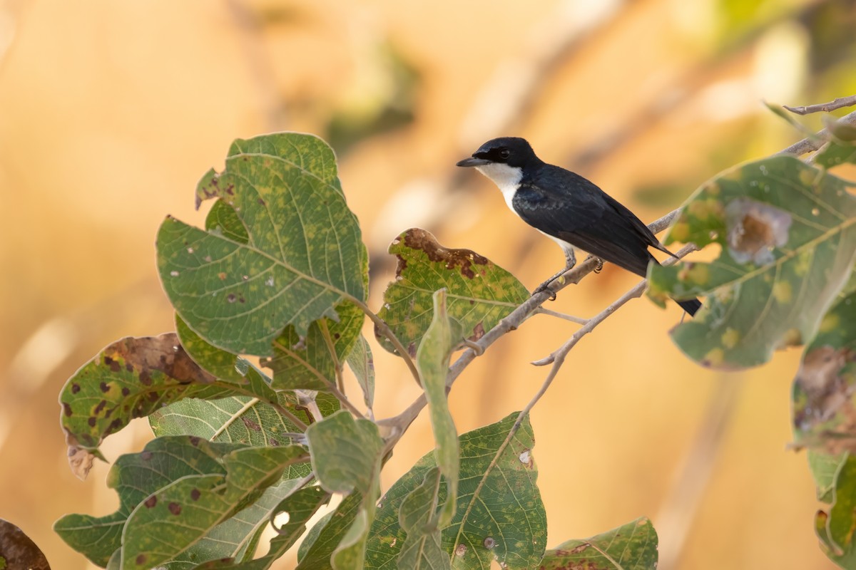 Paperbark Flycatcher - ML623490104