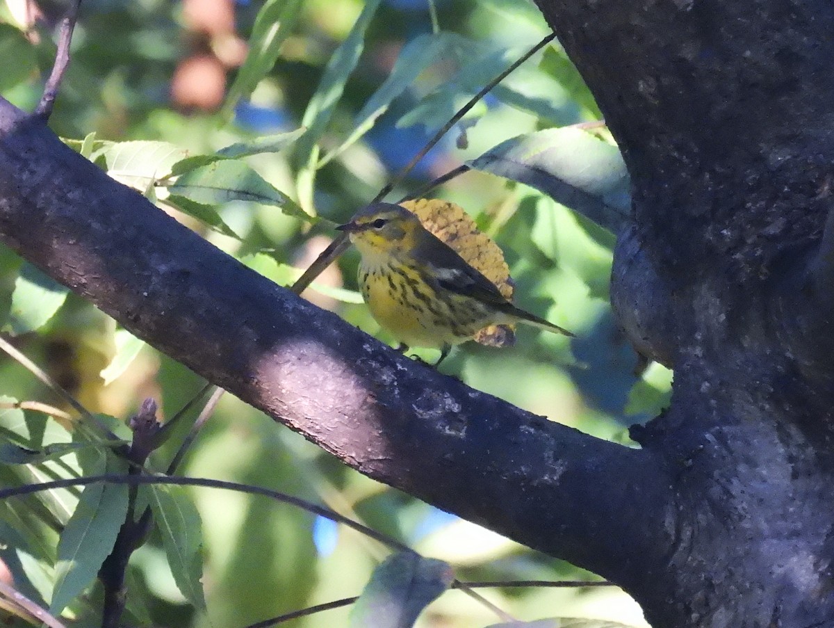 Cape May Warbler - ML623490111