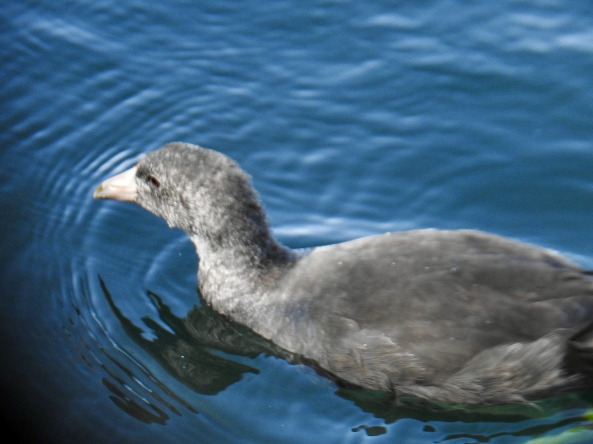 American Coot (Red-shielded) - ML623490119