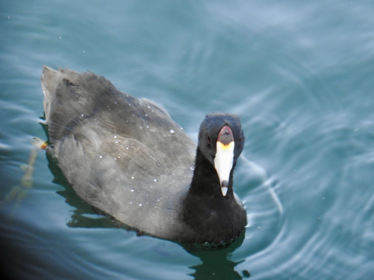 American Coot (Red-shielded) - ML623490120