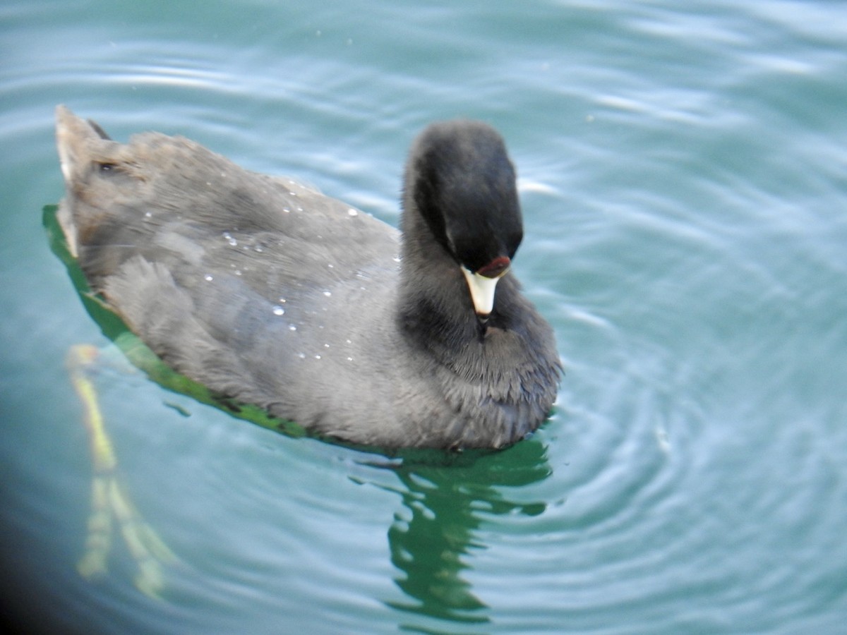 American Coot (Red-shielded) - ML623490122