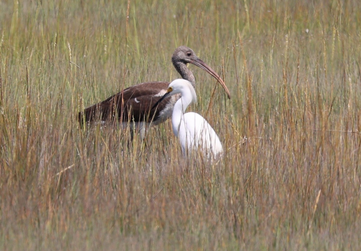 White Ibis - ML623490180