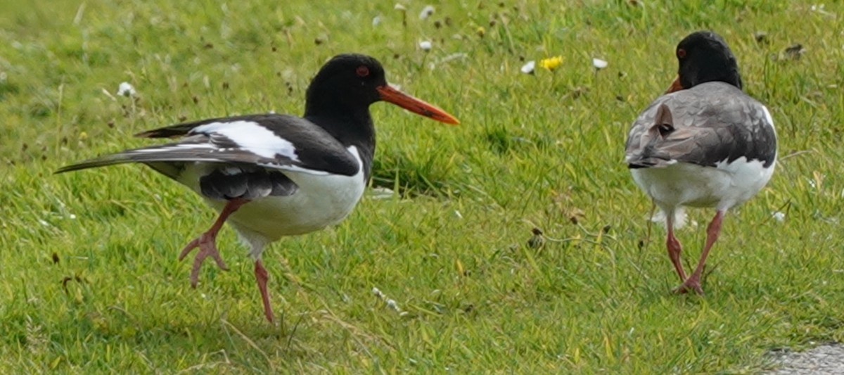 Eurasian Oystercatcher - ML623490181