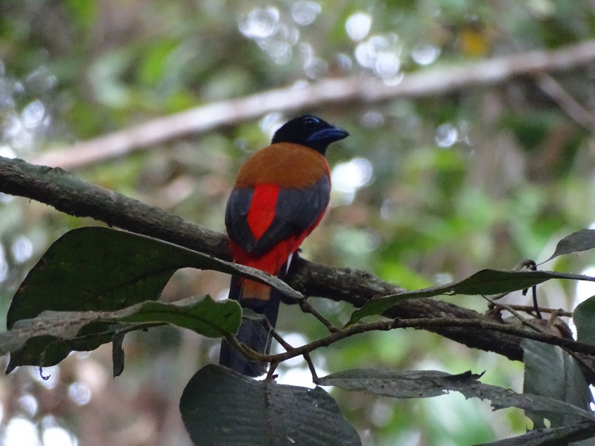 rødgumptrogon - ML623490182