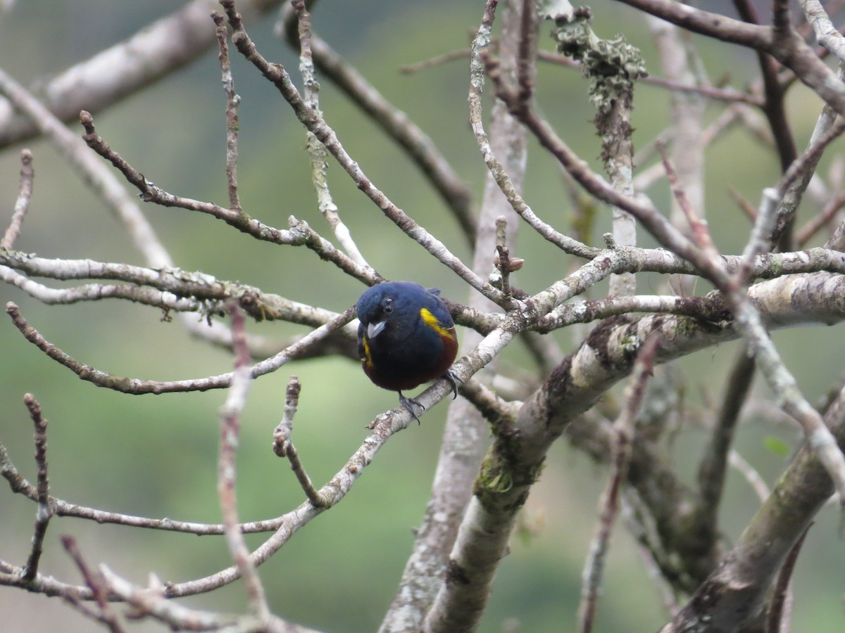 Chestnut-bellied Euphonia - ML623490189