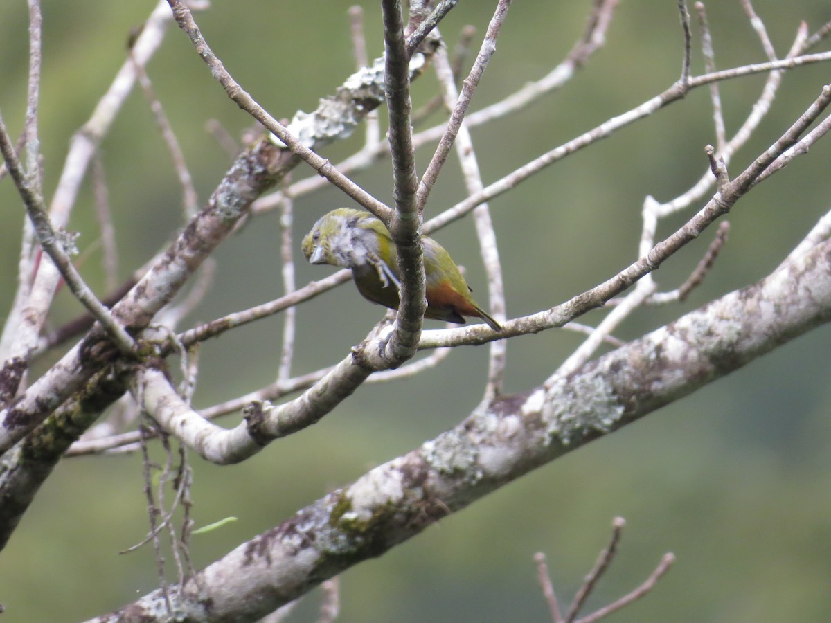 Chestnut-bellied Euphonia - ML623490190