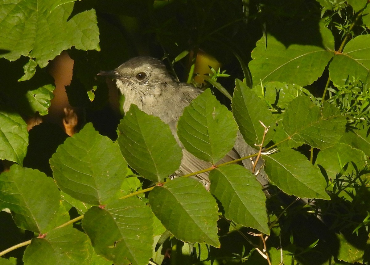Gray Catbird - ML623490191
