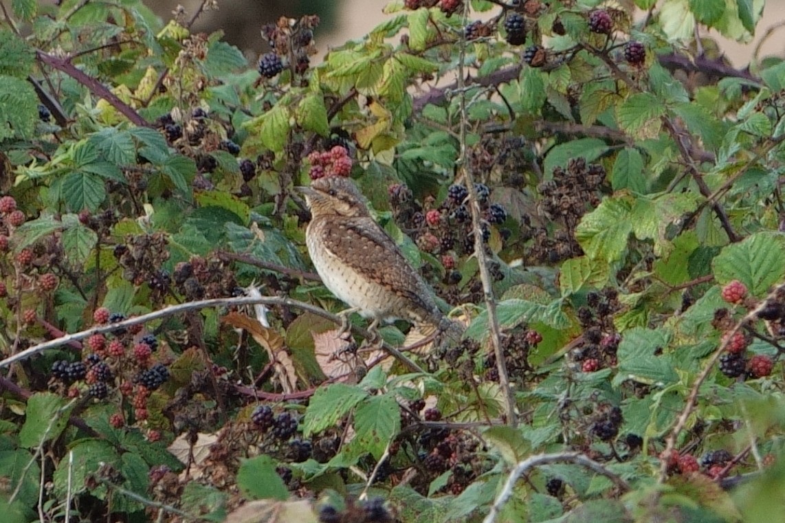 Eurasian Wryneck - ML623490208