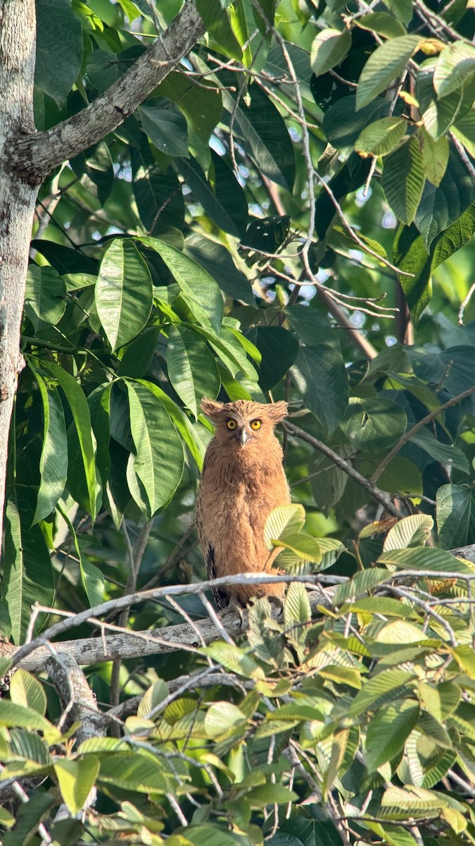 Buffy Fish-Owl - ML623490213