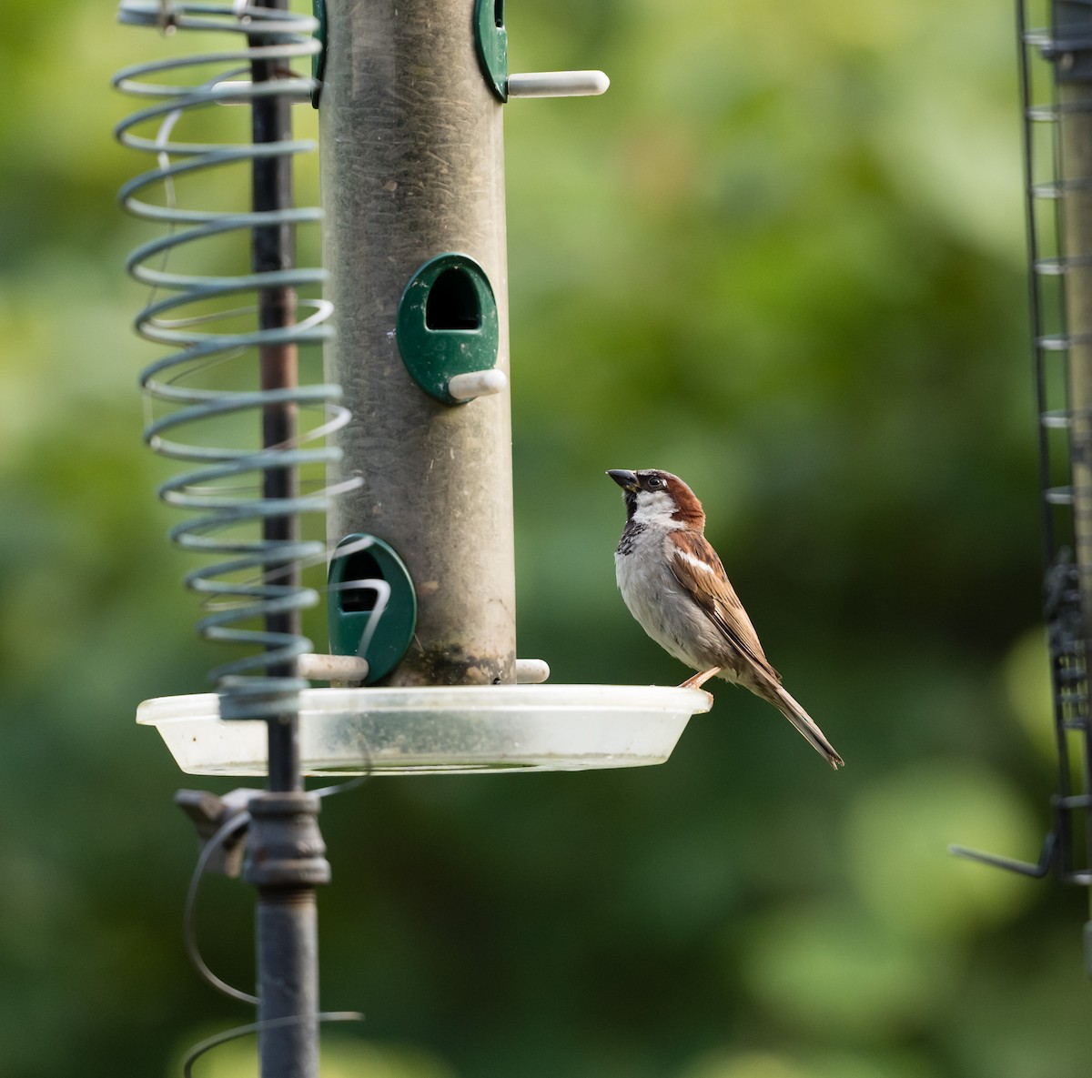 Оронгийн бор шувуу - ML623490223