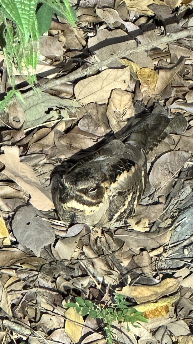 Large-tailed Nightjar - ML623490251