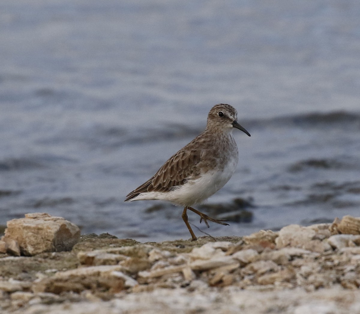 Least Sandpiper - Laura Sare