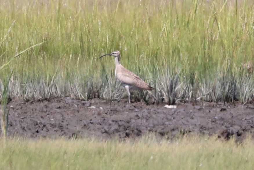 Whimbrel - ML623490297